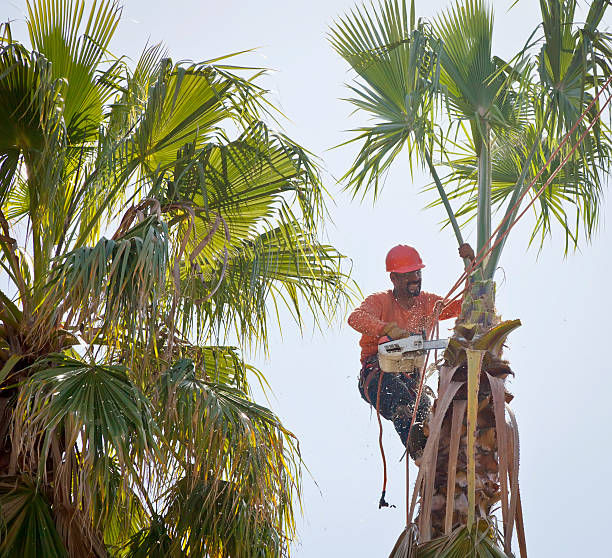 How Our Tree Care Process Works  in  Town And Country, WA